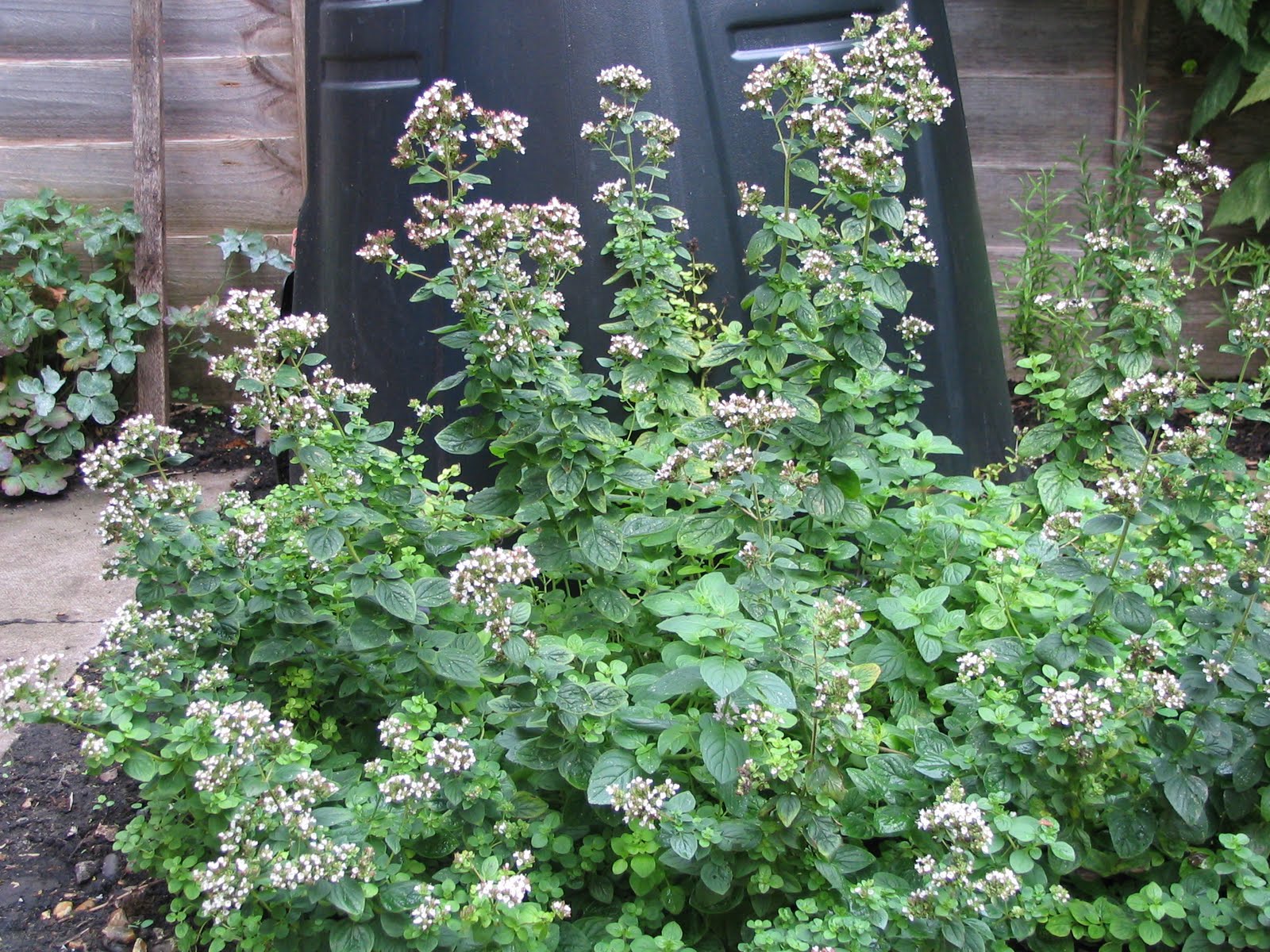 Origanum majorana   Origanum majoranoides